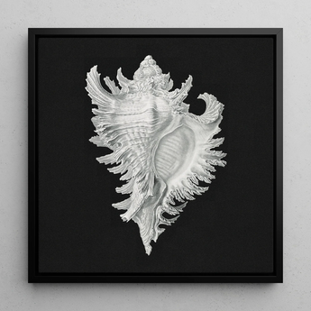 Cockle Shell - Ernst Haeckel Sea Life Art Print / Canvas Detailed Silver Conch Shell Artwork Sleek Black Frame Ernst Haeckel Sea, Cockle