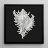 Cockle Shell - Ernst Haeckel Sea Life Art Print / Canvas Detailed Silver Conch Artwork Sleek Black Frame, Monochromatic Masterpiece Prints