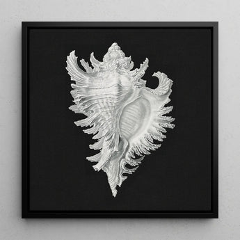 Cockle Shell - Ernst Haeckel Sea Life Art Print / Canvas Detailed Silver Conch Artwork Sleek Black Frame, Monochromatic Masterpiece Prints