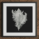 Cockle Shell - Ernst Haeckel Sea Life Art Print / Canvas Detailed Silver-gray Seashell Illustration Printed Black Paper Framed,