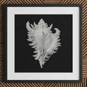 Cockle Shell - Ernst Haeckel Sea Life Art Print / Canvas Detailed Silver-gray Seashell Illustration Printed Black Paper Framed,