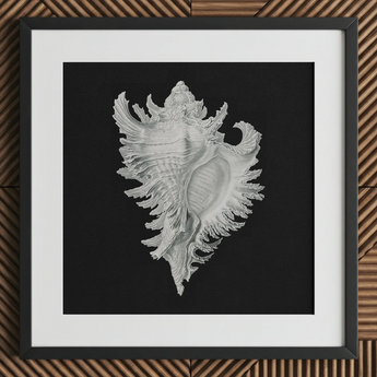 Cockle Shell - Ernst Haeckel Sea Life Art Print / Canvas Detailed Silver-gray Seashell Illustration Printed Black Paper Framed Ernst