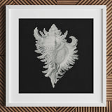 Cockle Shell - Ernst Haeckel Sea Life Art Print / Canvas Detailed Silver-gray Seashell Illustration Printed Black Paper Framed,