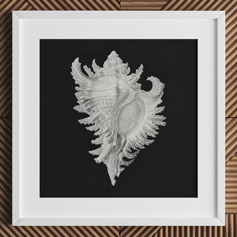 Cockle Shell - Ernst Haeckel Sea Life Art Print / Canvas Detailed Silver-gray Seashell Illustration Printed Black Paper Framed,