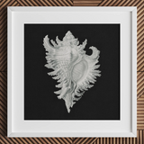 Cockle Shell - Ernst Haeckel Sea Life Art Print / Canvas Detailed Silver-gray Seashell Illustration Printed Black Paper Framed Ernst