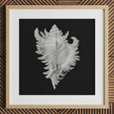 Cockle Shell - Ernst Haeckel Sea Life Art Print / Canvas Detailed Silver-gray Seashell Illustration Printed Black Paper Framed,