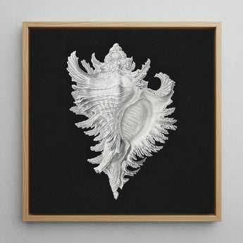 Cockle Shell - Ernst Haeckel Sea Life Art Print / Canvas Detailed Silver Seashell Artwork Intricately Rendered Fine Textures, Monochromatic