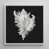 Cockle Shell - Ernst Haeckel Sea Life Art Print / Canvas Detailed Silver Seashell Illustration Black Background Framed Sleek, Monochromatic