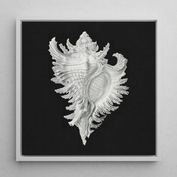 Cockle Shell - Ernst Haeckel Sea Life Art Print / Canvas Detailed Silver Seashell Illustration Black Background Framed Sleek, Monochromatic