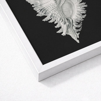 Cockle Shell - Ernst Haeckel Sea Life Art Print / Canvas Detailed Silver Illustration Black Background Framed Sleek, Monochromatic