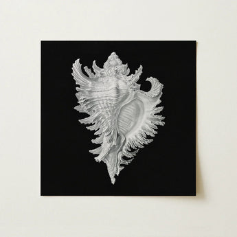 Cockle Shell - Ernst Haeckel Sea Life Art Print / Canvas Silver Conch Artwork Black Background