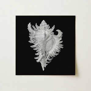 Cockle Shell - Ernst Haeckel Sea Life Art Print / Canvas Silver Conch Artwork Black Background, Monochromatic Masterpiece Prints