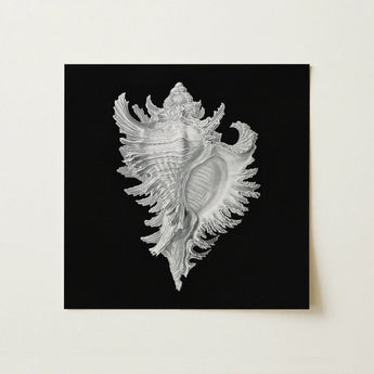 Cockle Shell - Ernst Haeckel Sea Life Art Print / Canvas Silver Conch Artwork Black Background, Monochromatic Masterpiece Prints