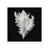 Cockle Shell - Stampa d’arte marina di Ernst Haeckel / Tela, 12x12’’ / 31x31cm / Senza cornice / Bordo bianco, Poster, Stampe e Opere d’arte visiva,
