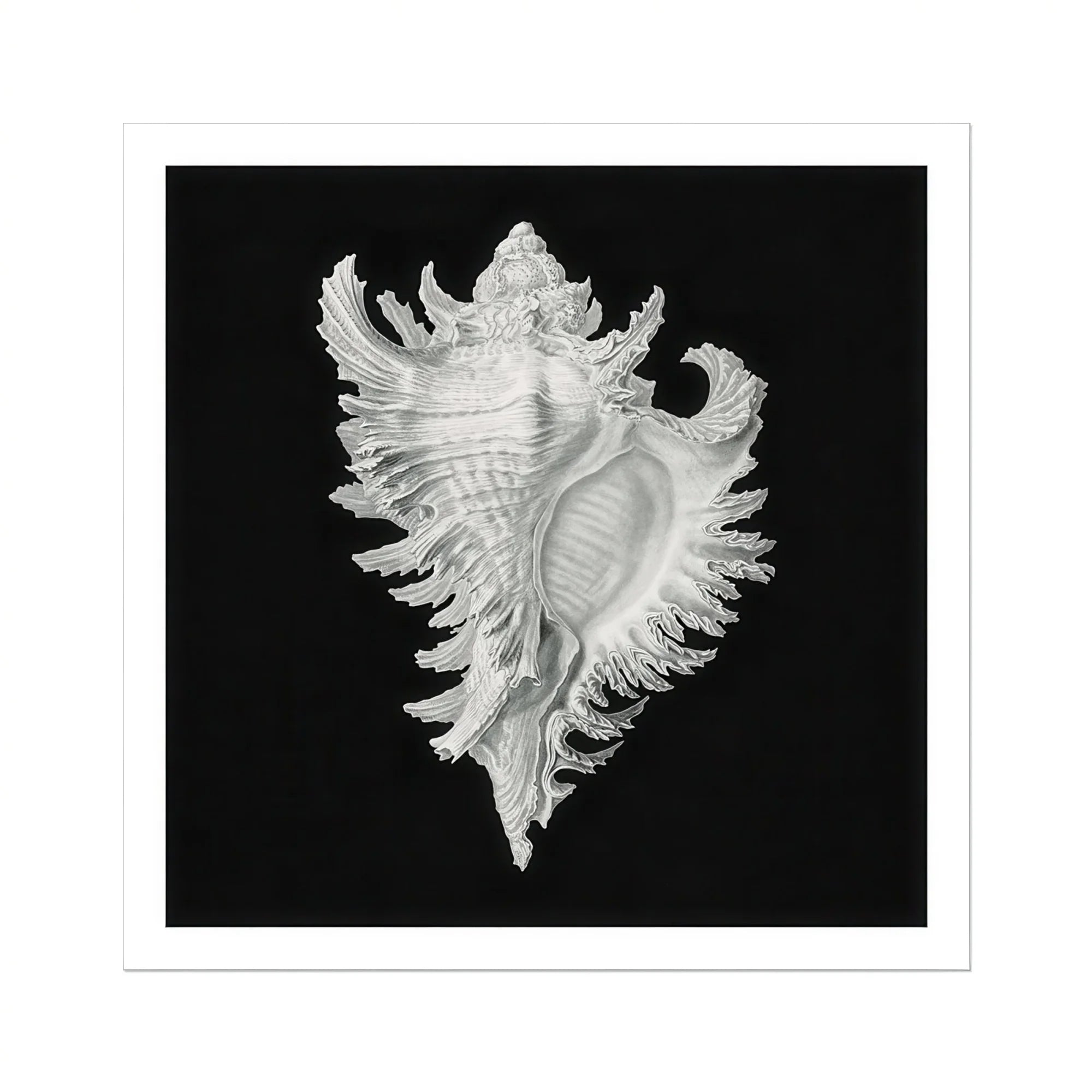 Cockle Shell Ernst Haeckel Sea Life Art Print, Delicate White Seashell Intricate Ruffled Edges Spines