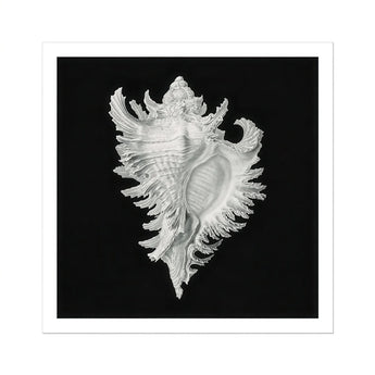 Cockle Shell - Stampa d’arte marina di Ernst Haeckel / Tela, 12x12’’ / 31x31cm / Senza cornice / Bordo bianco, Poster, Stampe e Opere d’arte visiva,