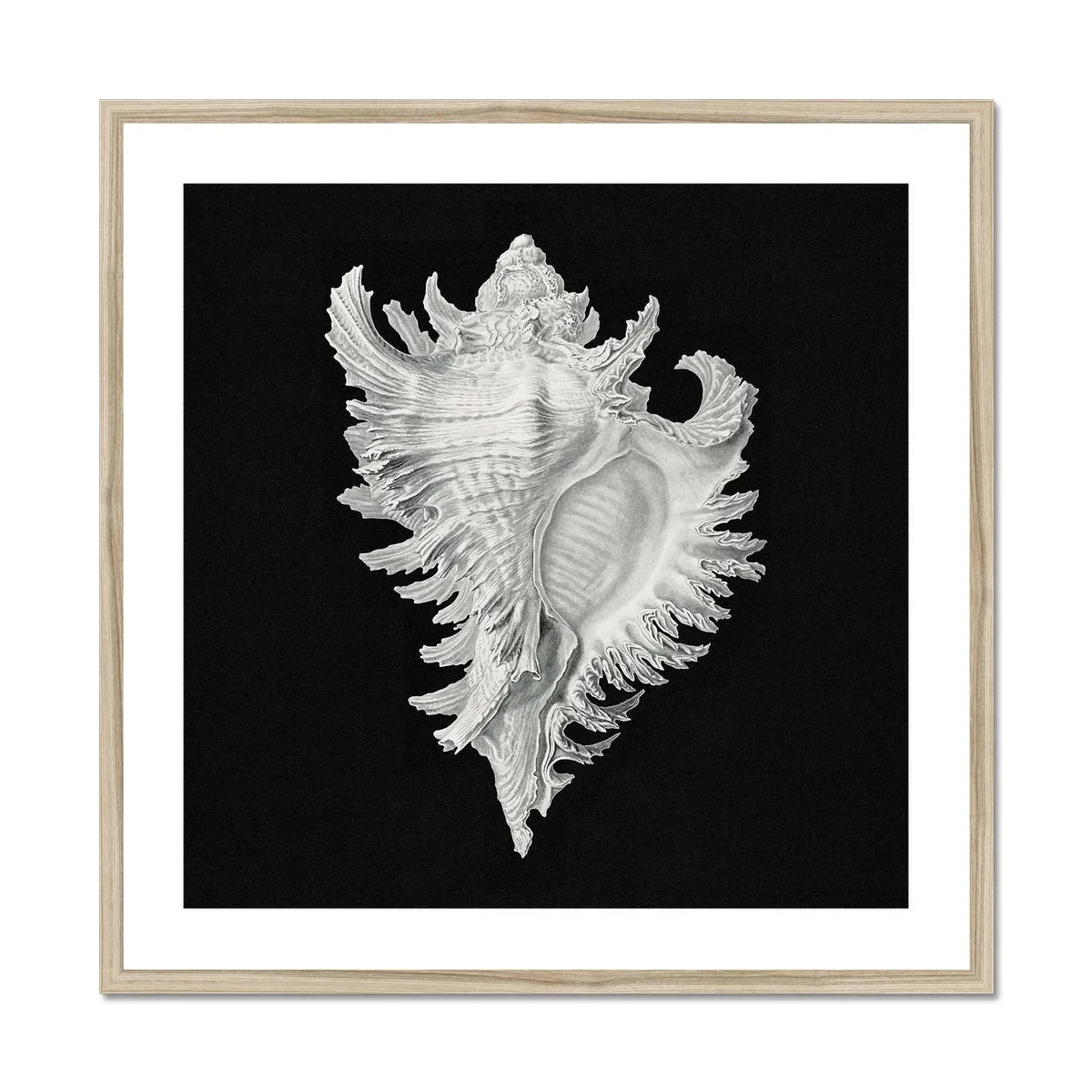 Cockle Shell Ernst Haeckel Sea Life Art Print, Ornate White Seashell Delicate Spiky Frills Ridges
