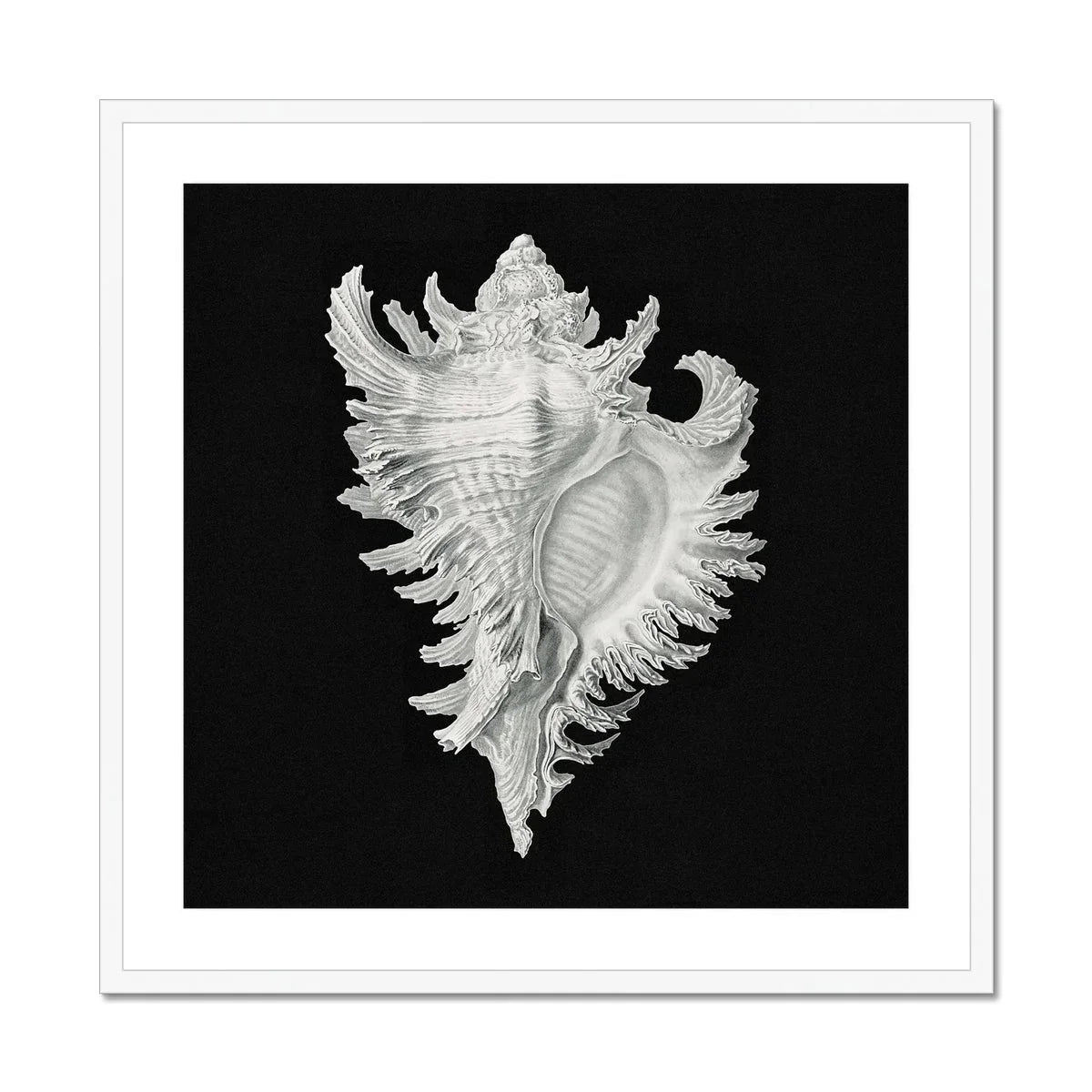Cockle Shell Ernst Haeckel Sea Life Art Print, Ornate White Seashell Delicate Spiky Frills Ridges