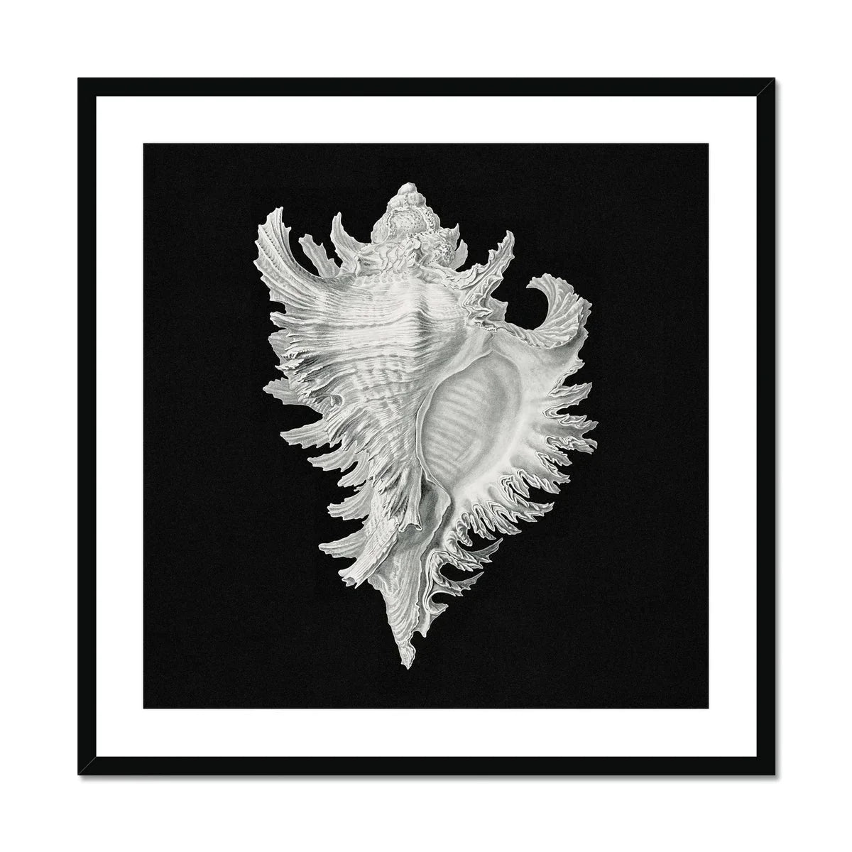 Cockle Shell Ernst Haeckel Sea Life Art Print, Ornate White Seashell Delicate Spiky Frills Ridges