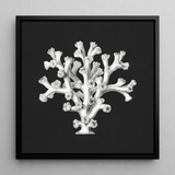 Coral - Ernst Haeckel Ocean Life Art Print / Canvas, 12x12’’ / 31x31cm / Black Frame, Posters Prints & Visual Artwork, Toby Leon