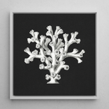 Coral - Ernst Haeckel Ocean Life Art Print / Canvas, 12x12’’ / 31x31cm / White Frame, Posters Prints & Visual Artwork, Toby Leon