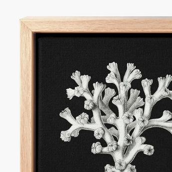 Coral - Ernst Haeckel Ocean Life Art Print / Canvas Black Artwork Detailed White Illustration Framed Haeckel’s Oceanic, Portfolio, Prints