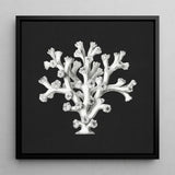 Coral - Ernst Haeckel Ocean Life Art Print / Canvas Black-framed Artwork Detailed White Illustration Dark Background Haeckel’s Oceanic,