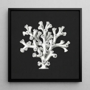 Coral - Ernst Haeckel Ocean Life Art Print / Canvas Black-framed Artwork Detailed White Illustration Dark Background Haeckel’s Oceanic,