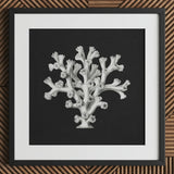 Coral - Ernst Haeckel Ocean Life Art Print / Canvas Black-framed Artwork Detailed White Line Dark Background Haeckel’s Oceanic, Portfolio,