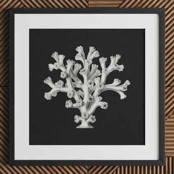 Coral - Ernst Haeckel Ocean Life Art Print / Canvas Black-framed Artwork Detailed White Line Dark Background Haeckel’s Oceanic, Portfolio,