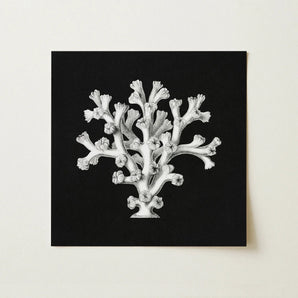 Coral - Ernst Haeckel Ocean Life Art Print / Canvas Black Square Canvas Detailed White Coral Illustration Ornate Ernst Haeckel’s Oceanic,