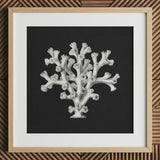 Coral - Ernst Haeckel Ocean Life Art Print / Canvas Detailed Black-and-white Illustration Reef Framed Light Wood Haeckel’s Oceanic,