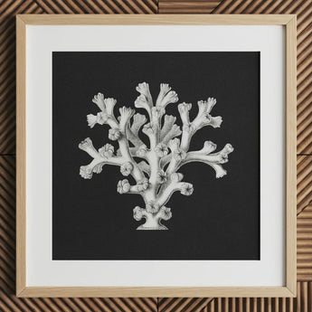 Coral - Ernst Haeckel Ocean Life Art Print / Canvas Detailed Black-and-white Illustration Reef Framed Light Wood Haeckel’s Oceanic,