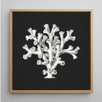 Coral - Ernst Haeckel Ocean Life Art Print / Canvas, Posters Prints & Visual Artwork, Toby Leon