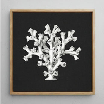 Coral - Ernst Haeckel Ocean Life Art Print / Canvas Framed Black-and-white Illustration Reef Oak Frame Haeckel’s Oceanic, Portfolio, Prints