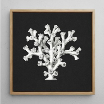 Coral - Ernst Haeckel Ocean Life Art Print / Canvas Framed Black-and-white Illustration Coral Reef Oak Frame Ernst Haeckel’s Oceanic,