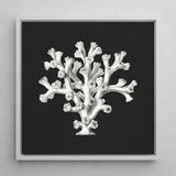 Coral - Ernst Haeckel Ocean Life Art Print / Canvas Framed Black-and-white Illustration Reef Rendered Detailed Line Haeckel’s Oceanic,