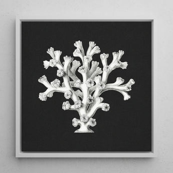 Coral - Ernst Haeckel Ocean Life Art Print / Canvas Framed Black-and-white Illustration Reef Rendered Detailed Line Haeckel’s Oceanic,