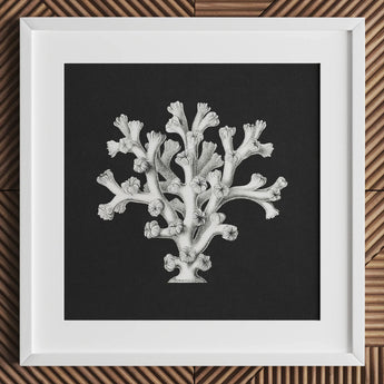 Coral - Ernst Haeckel Ocean Life Art Print / Canvas White-framed Artwork Detailed Black-and-white Illustration Dark Background Haeckel’s