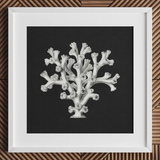 Coral - Ernst Haeckel Ocean Life Art Print / Canvas White-framed Artwork Detailed Black-and-white Illustration Coral Dark Background Ernst