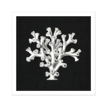 Coral - Ernst Haeckel Ocean Life Art Print / Canvas White Coral Specimen Tree-like Structure Ernst Haeckel’s Oceanic, Oceanic Portfolio,