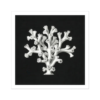 Coral - Ernst Haeckel Ocean Life Art Print / Canvas White Specimen Tree-like Structure Haeckel’s Oceanic, Portfolio, Prints