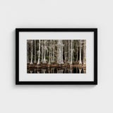 Cypress Swamp in Tallahassee - Carol m Highsmith Art Print / Canvas, Light Pools Prints