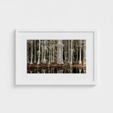 Cypress Swamp in Tallahassee - Carol m Highsmith Art Print / Canvas, Light Pools Prints