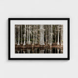 Cypress Swamp in Tallahassee - Carol m Highsmith Art Print / Canvas, Light Pools Prints