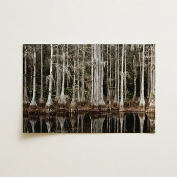 Cypress Swamp in Tallahassee - Carol m Highsmith Art Print / Canvas, Light Pools Prints