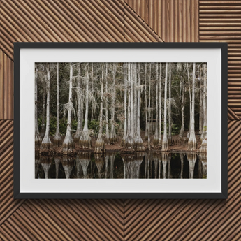 Palude di cipressi a Tallahassee - Carol m Highsmith stampa d'arte / Canvas, 30x20’’ / 76x51cm / Cornice nera / Matboard, Poster Stampe & Visual