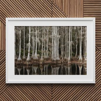 Palude di cipressi a Tallahassee - Carol m Highsmith stampa d'arte / Canvas, 30x20’’ / 76x51cm / Cornice bianca / Matboard, Poster Stampe & Visual