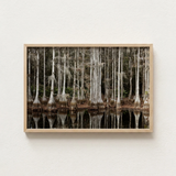 Minimalist Wooden-framed Photograph Serene Swamp Scene Tall Slender Highsmith Art Print, Cypress, Light Pools