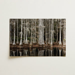 Cypress Swamp in Tallahassee - Carol m Highsmith Art Print / Canvas, 18x12’’ / 46x31cm / Unframed / no Border, Posters Prints & Visual